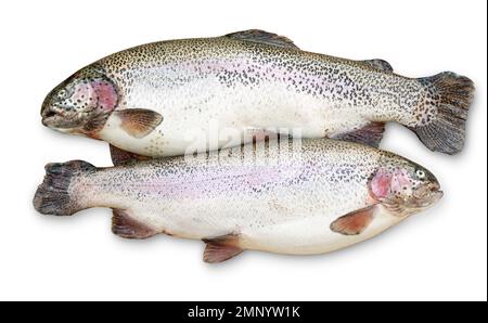 Two freshly caught trouts isolated on white background with clipping path Stock Photo