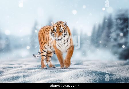 Tiger in wild winter nature, walk in the snow. Winter scene Stock Photo