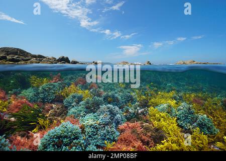 Algae colors underwater in the sea and rocks with blue sky, split level view over and under water surface, Atlantic ocean, Spain, Galicia Stock Photo