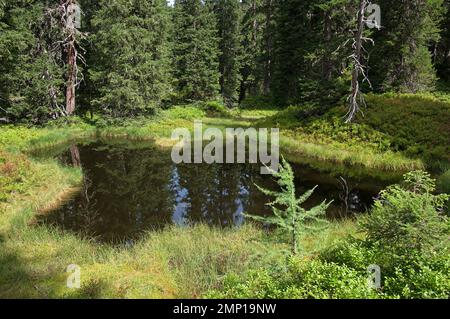 Moorland pool in Rauris primeval forest Stock Photo