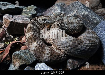Coiling in defence. Phoenix, Arizona, USA: TERRIFYING images show a deadly rattlesnake illuminated by fork lightning while scouring the desert for pre Stock Photo