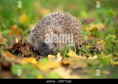 European hedgehog Erinaceus europaeus adult amongst fallen leaves on a garden lawn. Stock Photo