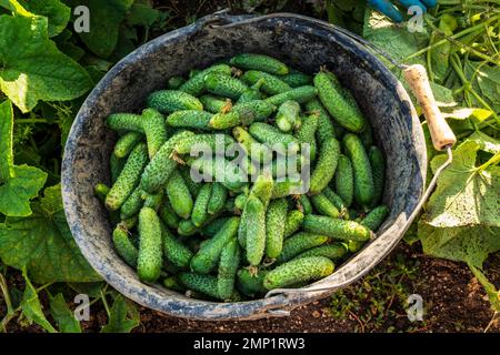 Freshly harvested cucumbers that will be converted into pickled gerkhins by Maison Marc, France Stock Photo