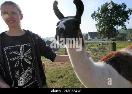 UK farming Farmer for a day Stock Photo