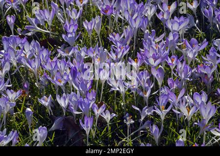 Flowers of Purple Crocus (Crocus purpureus  or  Crocus albiflorus)  in the Botanical Gardens, Munich. Stock Photo