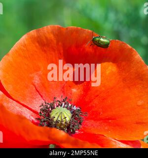 beetle on a poppy flower. The wild nature. Insects Stock Photo