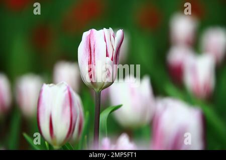 amazing view of blooming colorful Tulip flowers,close-up of beautiful white with red Tulip flowers blooming in the garden Stock Photo