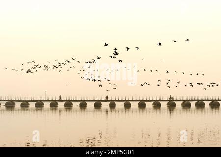 Flock of Cormorants over the Ganges river at sunrise, Allahabad Kumbh Mela, World’s largest religious gathering, Uttar Pradesh, India Stock Photo