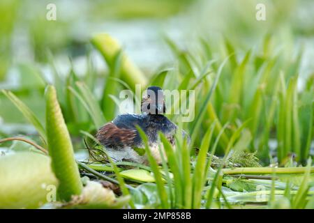 Black-necked grebe also known as eared grebe (Podiceps nigricollis) sitting on its nest built on lilly leaves and other vegetation Stock Photo