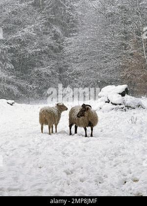 The Icelandic sheep is the Icelandic breed of domestic sheep. It belongs to the Northern European Short-tailed group of sheep, Stock Photo