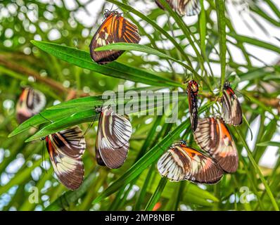 Heliconius comprises a colorful and widespread genus of brush-footed butterflies commonly known as the longwings or heliconians. Stock Photo