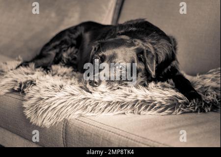 Old dog with white muzzle resting on the sofa Stock Photo