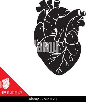 Detailed human heart vector glyph icon Stock Vector