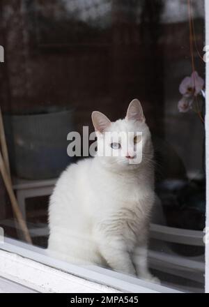 A cute white tomcat with heterochromia iridum is sitting on a window stool and looking through a dirty glass of a window. Stock Photo