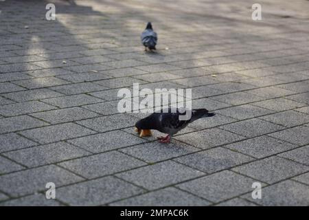 Pigeons eating on a sidewalk Stock Photo