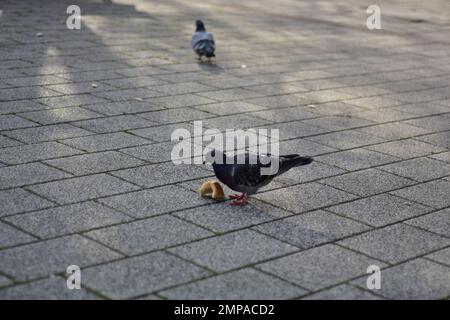 Pigeons eating on a sidewalk Stock Photo