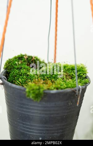 Terrarium Moss in small pot Stock Photo