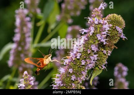 Hummingbird Clearwing Moth - Hemaris thysbe Stock Photo