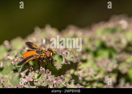 Swift Feather-legged Fly (Trichopoda pennipes) Insecta Stock Photo - Alamy