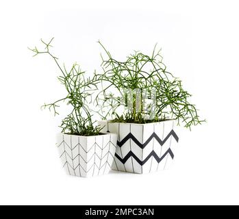 Rhipsalis plant in white square flower pots with geometric pattern isolated on white background. Stock Photo