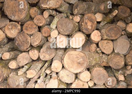 Cut Tree Trunk stacked Background. Full Frame. Stock Photo