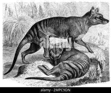 Beutelwolf, Thylacinus cynocephalus, auch Tasmanischer Wolf, Beuteltiger oder Tasmanischer Tiger genannt, war das größte räuberisch lebende Beuteltier, das nach der Quartären Aussterbewelle auf dem australischen Kontinent lebte, Historisch, digital restaurierte Reproduktion von einer Vorlage aus dem 18. Jahrhundert,