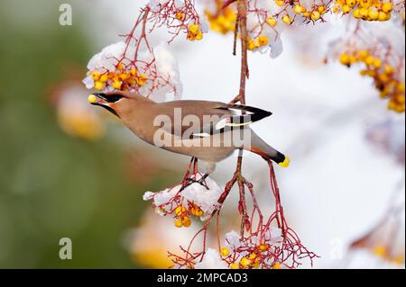 Waxwing (Bombycilla garrulus), feeding in garden on ornamental rowan (sorbus sp), berries, Berwickshire, Scotland, November 2010 Stock Photo