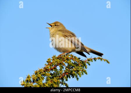 Willow Warbler (Phylloscopus trochilus) male in spring singing from top of juniper bush, Inverness-shire, Scotland, May 2008 Stock Photo