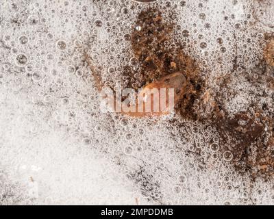 Tadpole of Knudsen's Bullfrog (Leptodactylus knudseni) protected in a large foam nest made by the parents during spawning, Orellana province, Ecuador Stock Photo