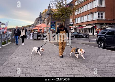 Professional dog walker taking dogs for a walk Stock Photo
