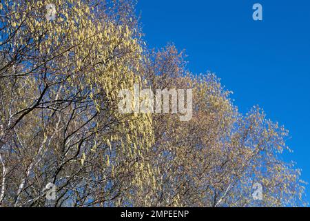 Catkins hanging from silver birch tree - Scotland, UK Stock Photo