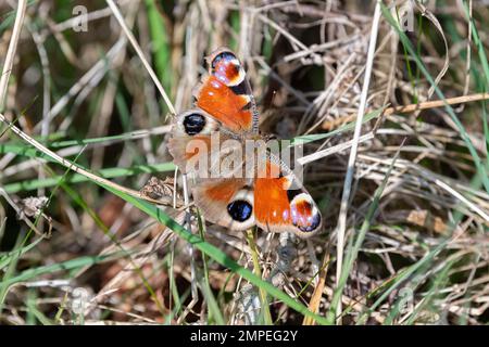 Peacock butterfly - UK Stock Photo