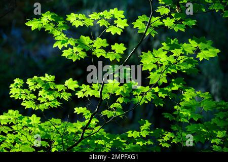 Vine Maple leaves, Willamette National Forest, Cascade Mountains, Oregon. Stock Photo