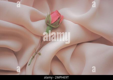 Pink rose flower on delicate cream thin chiffon. Stock Photo