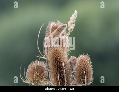 Eurasian harvest mice, Micromys minutus, on teasel, Dorset, UK Stock Photo