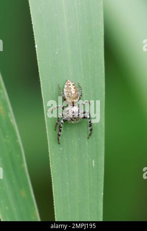 Jumping Spider sat on green leaf Stock Photo