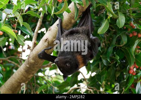 Grey Headed Flying Fox Perched Stock Photo