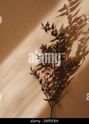 Decorative branch dry plant dark burgundy on beige background in sunlight with hard shadows. Top view. Copy space Stock Photo