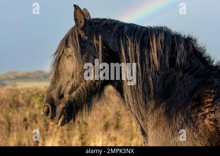 Friesian  horses  in sunshine  with  rainbow Stock Photo