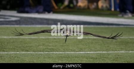 Seattle Seahawks bird mascot Taima, an augur hawk, flies out of the team  tunnel and toward his handler before an NFL football game against the San  Francisco 49ers, Sunday, Dec. 5, 2021