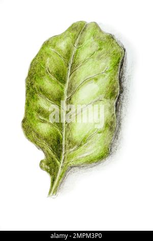 Hand drawn single green leaf with shadow on white background similar to a beech leaf. Stock Photo