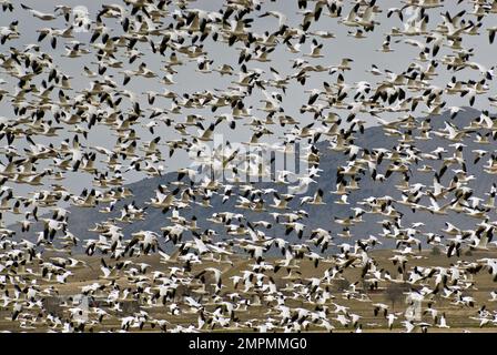 Flight of snow geese over pond when resting at Lower Klamath National Wildlife Refuge, California, USA Stock Photo