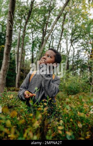 Boy looking up while eating berries near plants in forest Stock Photo