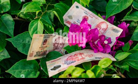 Vietnamese money currency 200 000 and 10 000 dong banknote flower symbol of income grows prosperous Stock Photo