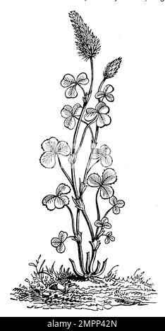 Carnation Clover, Trifolium incarnatum,  (agricultural book, 1898), Inkarnat-Klee, Trèfle incarnat Stock Photo