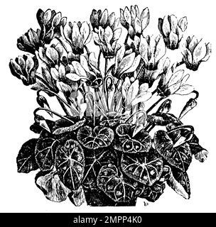 European cyclamen, Cyclamen purpurascens,  (garden book, 1912), Europäisches Alpenveilchen, Cyclamen pourpre Stock Photo