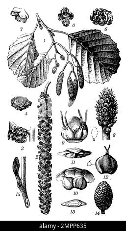 alder, Alnus glutinosa,  (encyclopedia, 1898), Schwarz-Erle, aulne Stock Photo