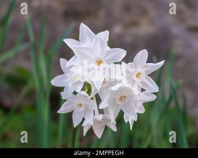 Closeup view of cluster of white flowers of narcissus papyraceus aka paperwhite blooming outdoors on natural background Stock Photo