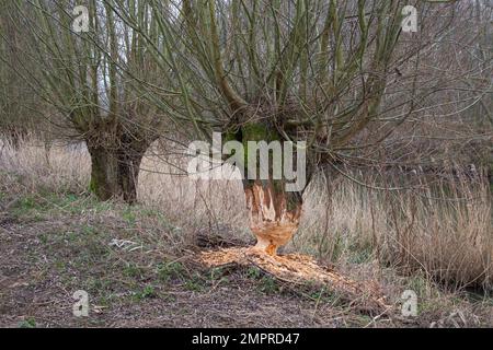 Thick tree trunk of pollard willow showing teeth marks and wood chips from gnawing by Eurasian beaver (Castor fiber), Zevergem, East Flanders, Belgium Stock Photo