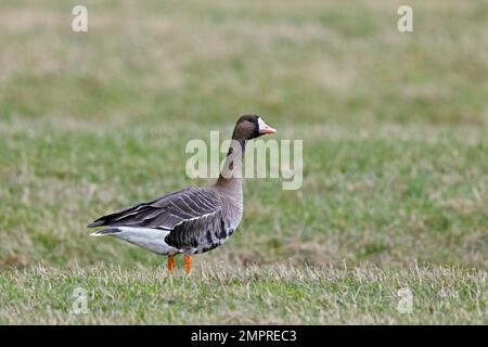 Greater white-fronted goose (Anser albifrons) foraging in grassland / meadow in winter Stock Photo